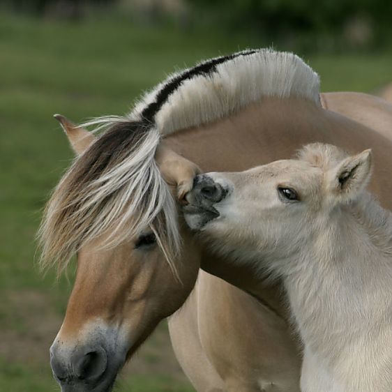 Fjord Foal